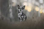 Chihuahua