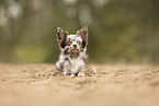 Chihuahua