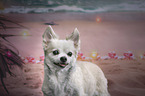 Langhaarchihuahua