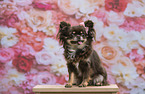Langhaarchihuahua