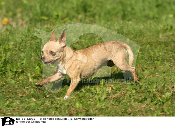 rennender Chihuahua / SS-12032