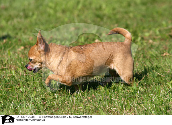 rennender Chihuahua / SS-12038