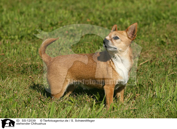 stehender Chihuahua / SS-12039
