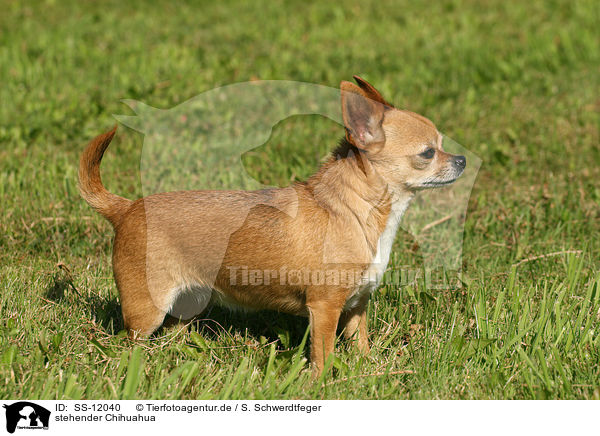 stehender Chihuahua / SS-12040