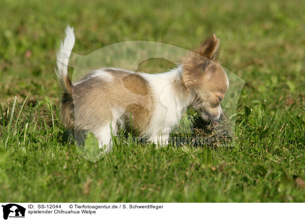 spielender Chihuahua Welpe / SS-12044
