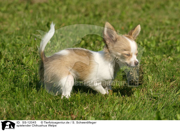spielender Chihuahua Welpe / SS-12045