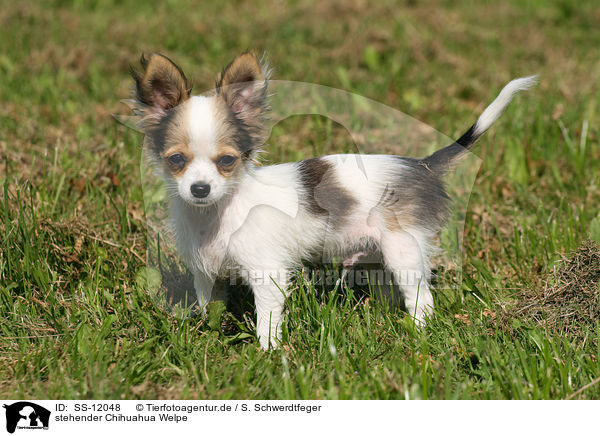 stehender Chihuahua Welpe / SS-12048