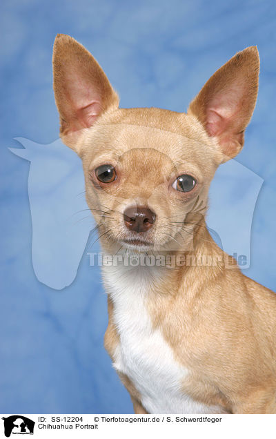 Chihuahua Portrait / SS-12204