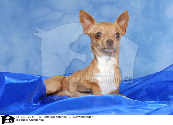 liegender Chihuahua / lying Chihuahua / SS-12211