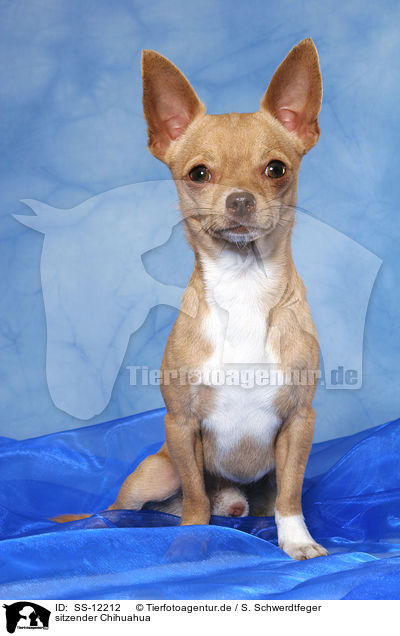 sitzender Chihuahua / SS-12212