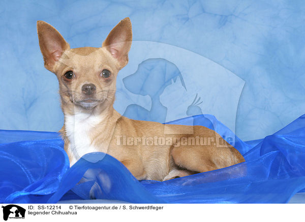 liegender Chihuahua / SS-12214