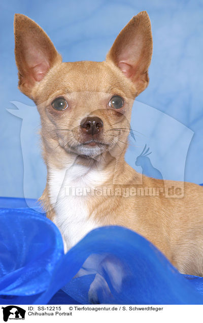Chihuahua Portrait / Chihuahua Portrait / SS-12215