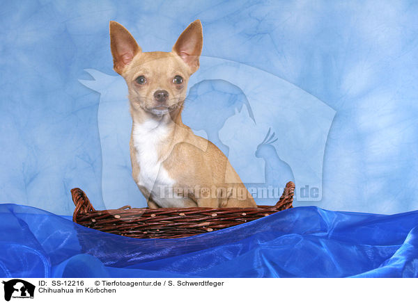 Chihuahua im Krbchen / SS-12216