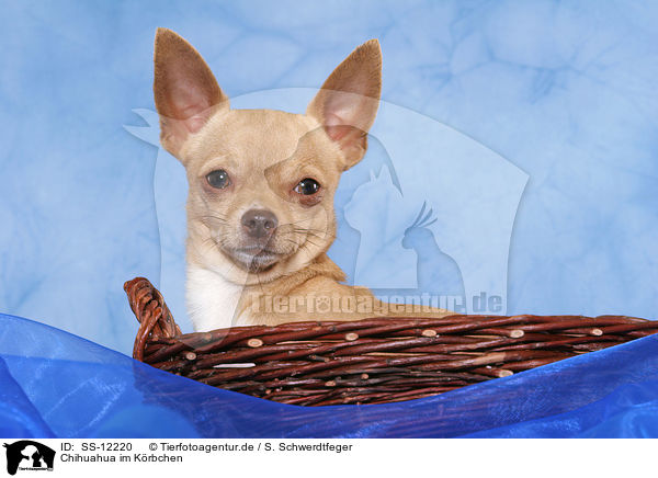 Chihuahua im Krbchen / SS-12220