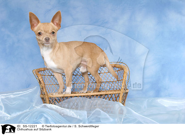 Chihuahua auf Sitzbank / Chihuahua on seat / SS-12221