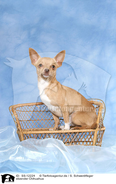 sitzender Chihuahua / sitting Chihuahua / SS-12224