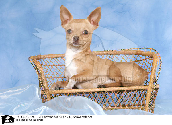liegender Chihuahua / SS-12225