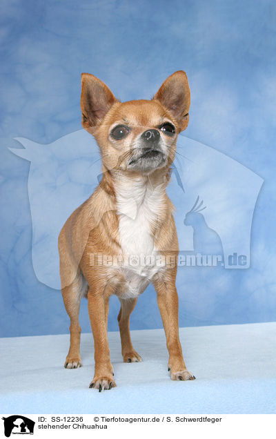 stehender Chihuahua / SS-12236