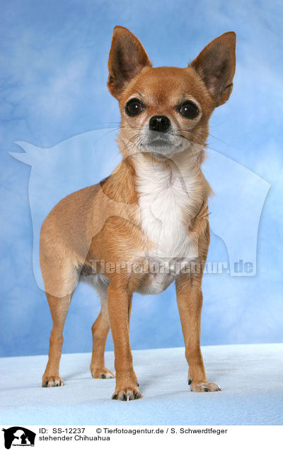 stehender Chihuahua / SS-12237