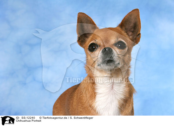 Chihuahua Portrait / SS-12240