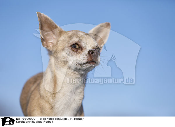 Kurzhaarchihuahua Portrait / RR-99099