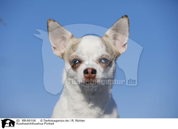 Kurzhaarchihuahua Portrait / RR-99106
