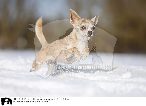 rennender Kurzhaarchihuahua / running shorthaired Chihuahua / RR-99112