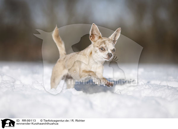 rennender Kurzhaarchihuahua / RR-99113