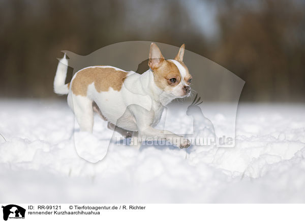 rennender Kurzhaarchihuahua / RR-99121