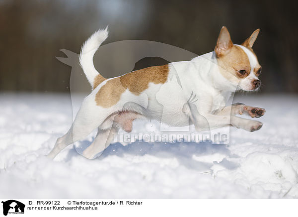 rennender Kurzhaarchihuahua / RR-99122