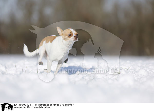 rennender Kurzhaarchihuahua / RR-99128