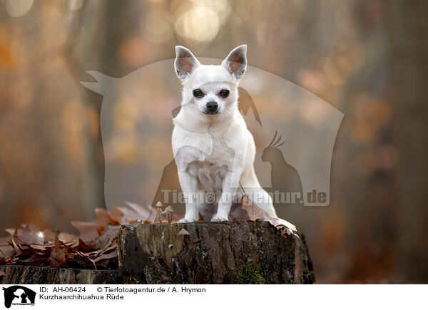 Kurzhaarchihuahua Rde / shorthaired male Chihuahua / AH-06424