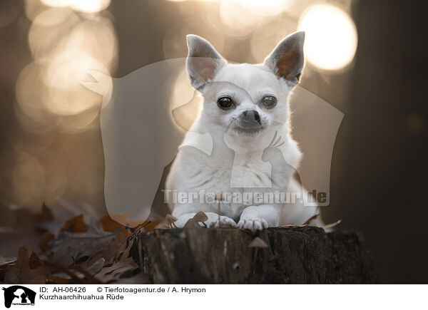 Kurzhaarchihuahua Rde / shorthaired male Chihuahua / AH-06426