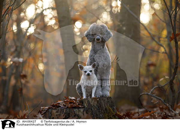 Kurzhaarchihuahua Rde und Kleinpudel / shorthaired male Chihuahua and Royal Standard Poodle / AH-06427