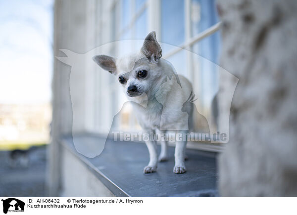 Kurzhaarchihuahua Rde / shorthaired male Chihuahua / AH-06432