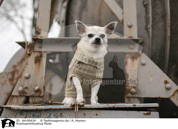 Kurzhaarchihuahua Rde / shorthaired male Chihuahua / AH-06434