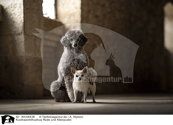 Kurzhaarchihuahua Rde und Kleinpudel / shorthaired male Chihuahua and Royal Standard Poodle / AH-06436
