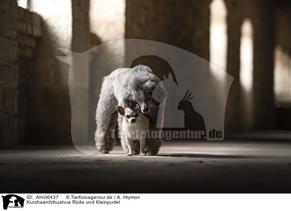 Kurzhaarchihuahua Rde und Kleinpudel / shorthaired male Chihuahua and Royal Standard Poodle / AH-06437