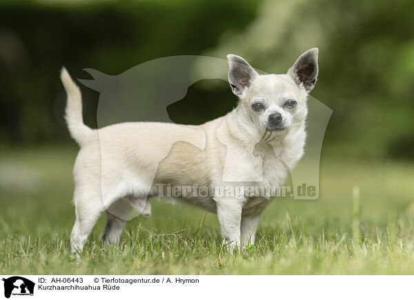 Kurzhaarchihuahua Rde / shorthaired male Chihuahua / AH-06443
