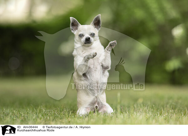 Kurzhaarchihuahua Rde / shorthaired male Chihuahua / AH-06444