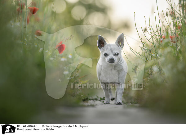 Kurzhaarchihuahua R�de / shorthaired male Chihuahua / AH-06446
