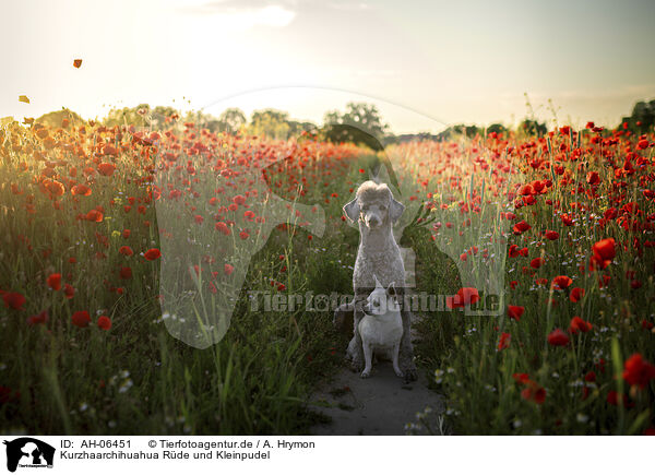 Kurzhaarchihuahua Rde und Kleinpudel / shorthaired male Chihuahua and Royal Standard Poodle / AH-06451