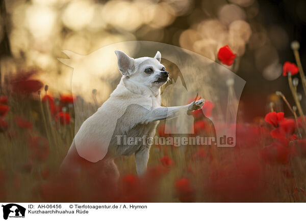 Kurzhaarchihuahua Rde / AH-06456