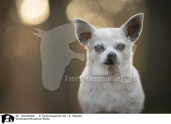 Kurzhaarchihuahua Rde / shorthaired male Chihuahua / AH-06466