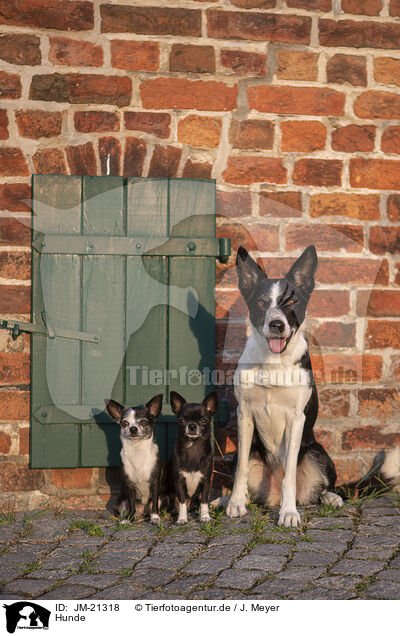 Hunde / dogs / JM-21318