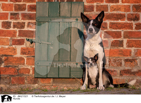 Hunde / JM-21321
