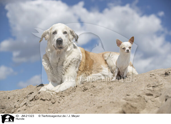 Hunde / JM-21323