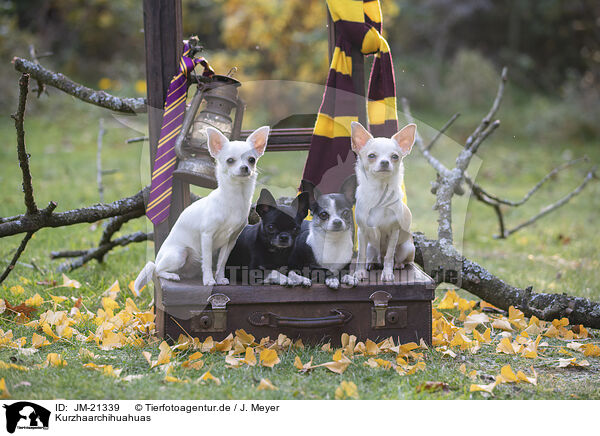 Kurzhaarchihuahuas / shorthaired Chihuahuas / JM-21339