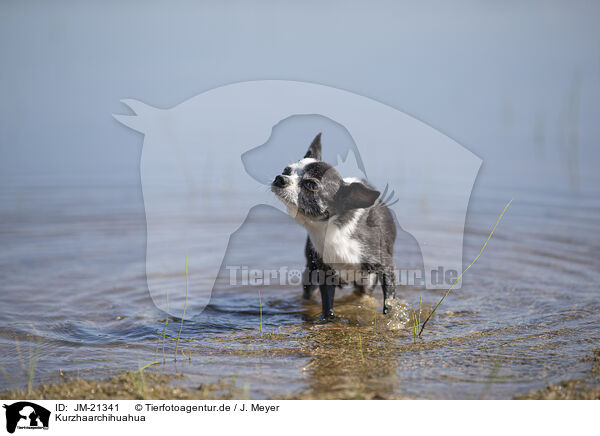 Kurzhaarchihuahua / shorthaired Chihuahua / JM-21341