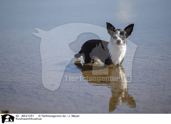 Kurzhaarchihuahua / shorthaired Chihuahua / JM-21351